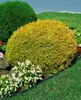 Thuja occidentalis 'Rheingold', Lebensbaum, goldgelb, 50–60 Produktbild-Vorschau 6