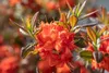 Rhododendron luteum 'Fireball', gelb-orange, 40–50 cm Produktbild-Vorschau 3