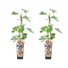 Bloomique - 2x Ficus Carica 'Brown Turkey' - Feigenbaum - Produktbild-Vorschau 1