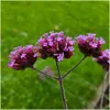 Plants by Frank | 12 Eisenkraut Pflanzen | Verbena Produktbild-Vorschau 2
