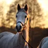 A close-up of a white horse's head and neck in a field at sunset. Podgląd zdjęcia produktu