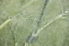 Foeniculum vulgare, Fenchel, aromatisch, ca. 9x9 cm Topf Produktbild-Vorschau 5