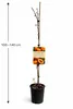 Aprikosenbaum ‘San Castrese’ 100–140 cm im Topf – Produktbild-Vorschau 5