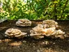 Hawlik Pilzbrut Austernpilz Pilzbeet-Set – Pilzzucht Produktbild-Vorschau 8