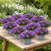 Campanula Addenda - mrazuvzdorná zvonková květina - ideální Náhled obrázku produktu 3