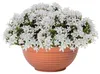 Prosperplast 14l Misa Collection 44x44x19.8 Cm Blumentopf Produktbild-Vorschau 10