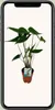 Meergroothandel Alocasia Zebrina (Elefantenohr) - 75 cm, Produktbild-Vorschau 5