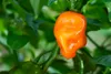 SAFLAX - Geschenk Set - BIO - Chili - Habanero Orange - 20 Produktbild-Vorschau 5