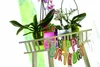 Orchids in pots on a white shelf with a "Happy Birthday" banner. Podgląd zdjęcia produktu