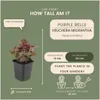 Plants by Frank | 12 Plantes d'heuchère pourpre | Heuchera Voir les images du produit 4