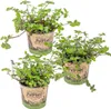 Bloomique - Lot de 3 - Callisia repens - Plante tortue - Voir les images du produit 1