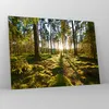 Bilder auf glas - Wald Baum Natur - 70x50cm - Glasbilder - Produktbild-Vorschau 4