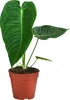 Dehner Herzblattblume, Anthurium veitchii, King-Anthurium, Produktbild-Vorschau 1
