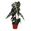 Arrowleaf - Alocasia sanderiana - Korzen tropikalny - Podgląd zdjęcia produktu 1