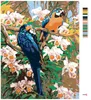Zuty - Malen nach Zahlen - PAPAGEIEN II, 40x50 cm, mit Produktbild-Vorschau 3
