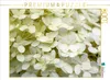 Calvendo Weiße Hortensie 1000 Teile Puzzle quer 640x480mm, Produktbild-Vorschau 3