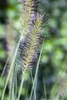 Pennisetum alopecuroides 'Hameln', Lampenputzergras, ca. Produktbild-Vorschau 7