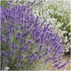 Plants by Frank | 24 Plantes de lavande | Lavandula Voir les images du produit 3