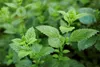 SAFLAX - Bio - Melisa - 1000 Nasiona - Melissa officinalis Podgląd zdjęcia produktu 5