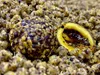 LK Baits boilie Nutrigo Feed-Ex Honey Rape 20mm 800g Anteprima dell’immagine prodotto 3