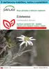 SAFLAX Darčeková sada - Edelweiss - Leontopodium alpinum - Náhľad obrázku produktu 1