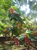 Chenille (Acalypha hispida)  – 10 semien Náhľad obrázku produktu 2