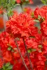 Rhododendron luteum 'Nabucco', jasnoczerwony, 20-30 cm Podgląd zdjęcia produktu 1
