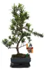 Bonsai-Steinschnitt – Podocarpus macrophyllus – ca. 6 Jahre Produktbild-Vorschau 1
