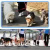 Hunde-Dreikopfleinen-Set mit verstellbarer Produktbild-Vorschau 8