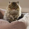Beeztees Katzenbett Moza aus Plüsch rosa Produktbild-Vorschau 4