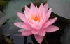 Seerose ´ROSENNYMPHE´ Cont. 1 l Produktbild-Vorschau 5