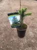 A small potted Araucaria tree with a plant tag. Podgląd zdjęcia produktu