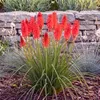Stauden Gänge 1 x Kniphofia 'Redhot Popsicle' - Rote Produktbild-Vorschau 1