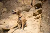 Ruffwear Hundegeschirr DoubleBack™ Harness Cloudburst Gray, Produktbild-Vorschau 9
