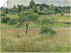 ARTland Poster Apfelbäume in Eragny. 1894 Größe: 40x30 cm Produktbild-Vorschau 1