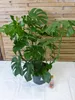 [Palmenlager] XXL Monstera deliciosa - Fensterblatt - Produktbild-Vorschau 2