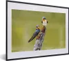 MuchoWow® MuchoWow® Gerahmtes Poster Vögel - Zweig - Produktbild-Vorschau 1