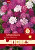 Artikelbild 1 von 'Schleifenblume Feen-Mischung' aus der Kategorie Blumensamenmischung Produktbild-Vorschau