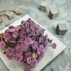 Getrocknete Glixia BIG (Comanthera) - Lavendel Produktbild-Vorschau 5
