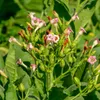 Tabakpflanze (Nicotiana tabacum)  - 100 Samen Produktbild-Vorschau 1
