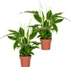 Bloomique - 2er Set - Spathiphyllum Torelli - Friedenslilie Produktbild-Vorschau 1