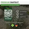 Stauden-Schleierkraut weiß Samen - Gypsophila paniculata - Produktbild-Vorschau 8
