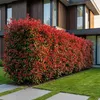Green boutiQ - 40x Photinia fraseri Carre Rouge - Produktbild-Vorschau 5