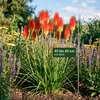 Stauden Gänge 3 x Kniphofia 'Papaya Popsicle' - Orangerote Produktbild-Vorschau 6