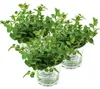Enseleits 3 Pflanzen Pfefferminze,Mentha x piperita Produktbild-Vorschau 1