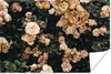 MuchoWow® Poster Rosenstrauch - Blumen - Blätter 60x40 cm - Produktbild-Vorschau 1