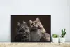 MuchoWow® MuchoWow® Gerahmtes Poster Zwei süße Maine Coon Produktbild-Vorschau 3