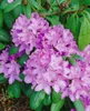 Rhododendron 'Roseum Elegans', rosa Blüten, 30–40 cm Produktbild-Vorschau 10