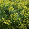 6 x Weinraute - Ruta graveolens  | Topf 9cm x 9cm Produktbild-Vorschau 2