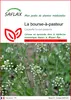 SAFLAX  - La bourse-à-pasteur - 1000 graines - Capsella Voir les images du produit 1